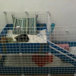CC cage: loft is 2x2; base is 2x4=30sq.ft. for 3 cavies