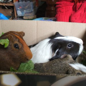Chester, Winston, and Acorn in a box