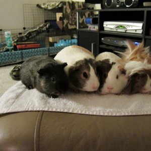 All four of my piggies!