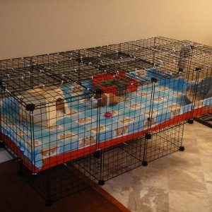 2x4 Cage With Kitty Proof Lid