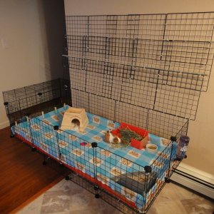 2x4 Cage with lid pic #2 (lid open)