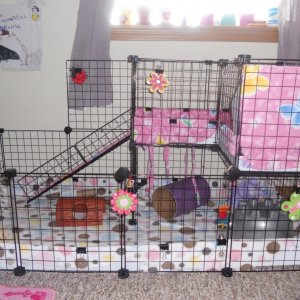 Isabella and Rose Petal's New Cage (Side View)