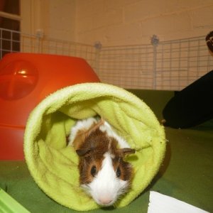 Harry loves his tunnel