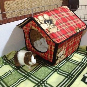 Penny's new house