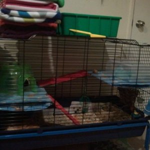 nacho and chester's cage
