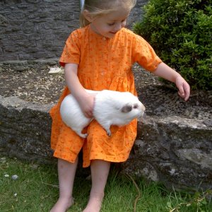 RIP Tommy the Himalayan Crested Guinea Pig
