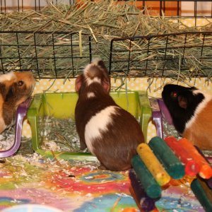 Munching on some hay!