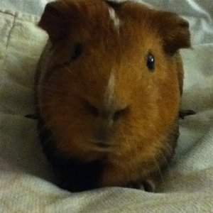 My little piggy snickers, being a
