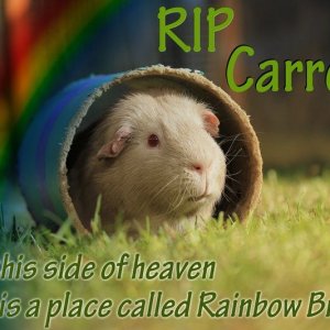 RIP My Gorgeous Guinea Pig Carrot xXx