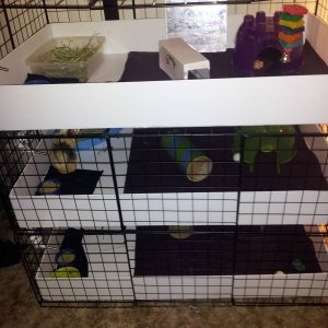 new cage in progress