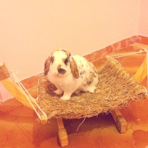 My bunny on her hammock