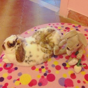 My bunny and her friend!