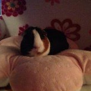 Lola on her cozy flower pillow