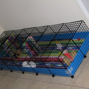 The boys cage :)