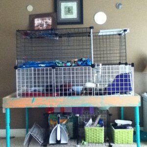 new cage!