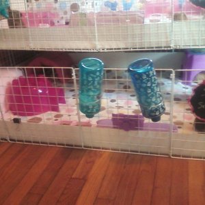 the girls cage