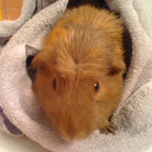 Smudge after his bath