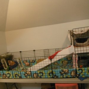 Lilly, Ally, and Emily's cage