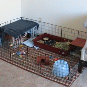 Joey's New Cage
