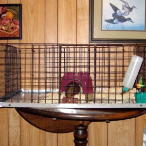bugzys new home