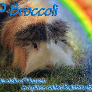 RIP Broccoli