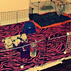 My cage for 3 piggies (: