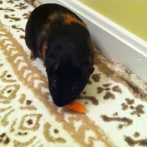 Ziggy_eating_his_carrot