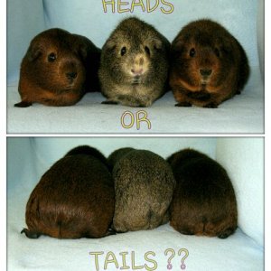 Heads or Tails?? (Ok, no tails)
