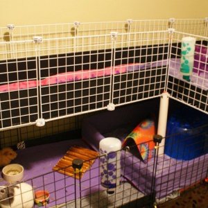 My Cage