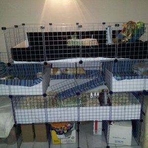 Stacked 2 cages (2x4 with 2 lofts, and 2x4 not connected)