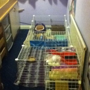 Re-Designed C&C cage, Lily at the far end, Lori and Lottie in the neare