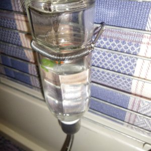 Living World glass water bottle.