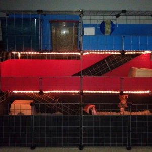 Three level C&C guinea pig cage with LED accent lights.