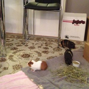 Piggis love their floor time:)