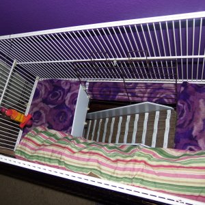 Top view of my guinea pig cage