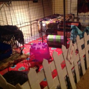 My cuys cage, divided