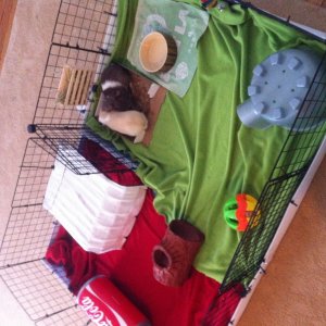Ozzy & Butters' cage