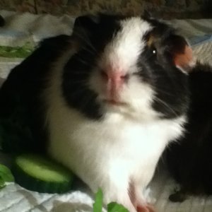 Chichi. My very first guinea pig. Was such a fatty