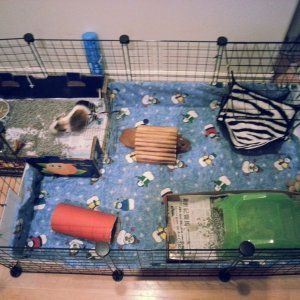 new open cage for my piggies!