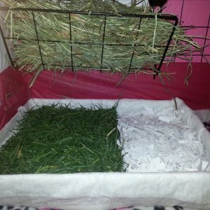Hay rack for my new bunny.