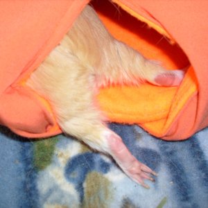 Ginger Enjoying a Nap
