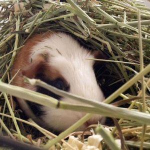 Deep in the Hay