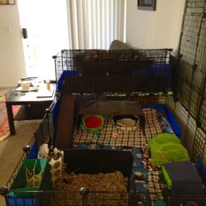 there's nothing like a clean cage!