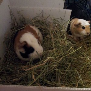 Hay Time!