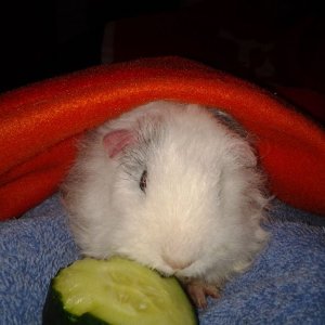 Nugget loving his cucumber and snugling under a warm blanky on my chest