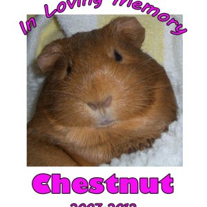 CHESTNUT_MEMORIAL_PHOTO_