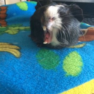 Piggy Yawn