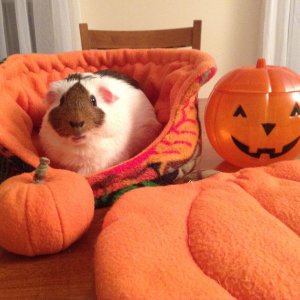 Pumpkin with her pumpkins