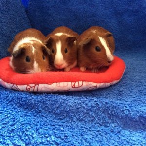 My 3 piggies!