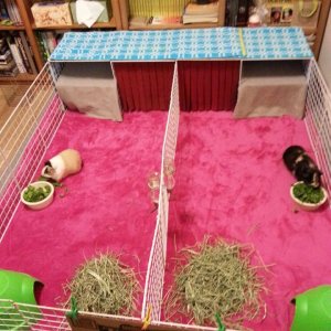 5x4 Separated C&C Cage with Fleece Forest